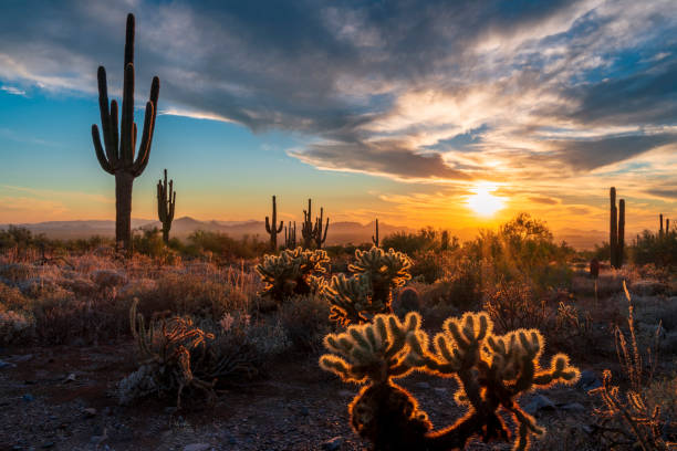 Discovering Scottsdale: Unwinding and Exploring Beyond the IAIP Annual Convention